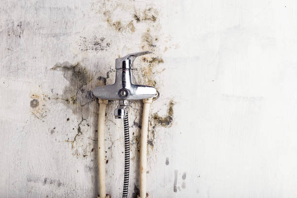 Best Residential Mold Removal  in Picayune, MS