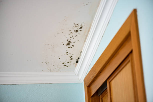 Best Toxic Mold Removal  in Picayune, MS