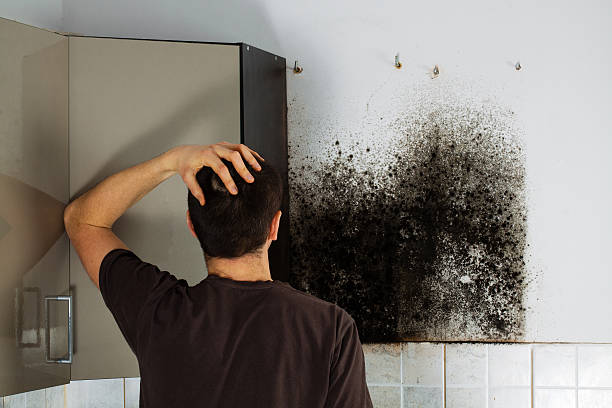 Mold Removal and Inspection in Picayune, MS