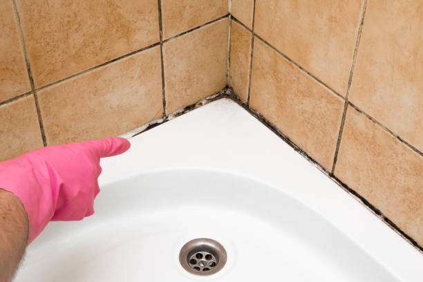 Best Commercial Mold Removal  in Picayune, MS
